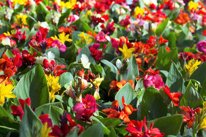 5 Mixed Canna Lily (Canna Generalis) Seeds