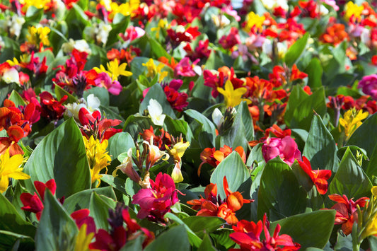 5 Mixed Canna Lily (Canna Generalis) Seeds