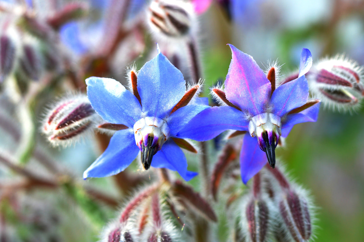 100 Blue Star BORAGE HERB Borago Officinalis Flower Seeds