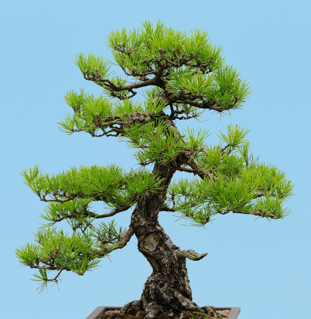 10 Japanese Black Pine Tree (Pinus Thunbergii) Seeds