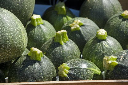 Round Zucchini (Cucurbita pepo) Seeds – 50 ct