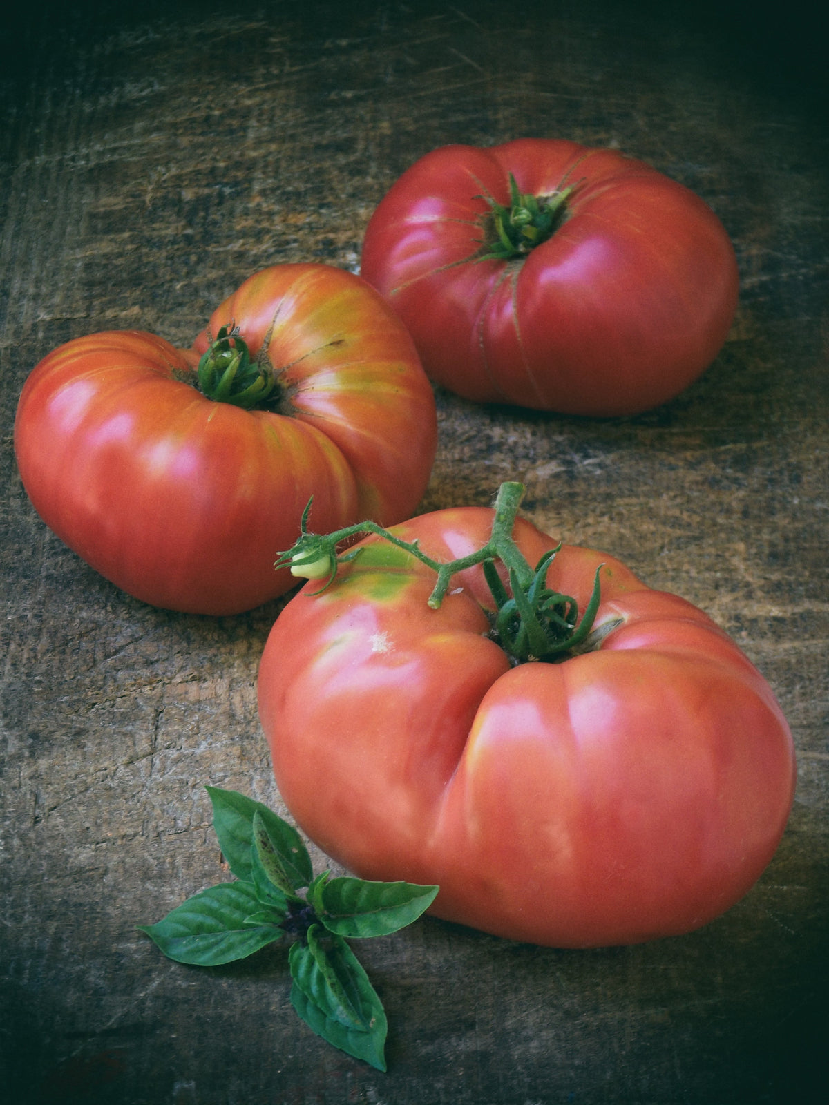 Giant Belgian Pink Tomato (Solanum lycopersicum) Seeds – 50 ct