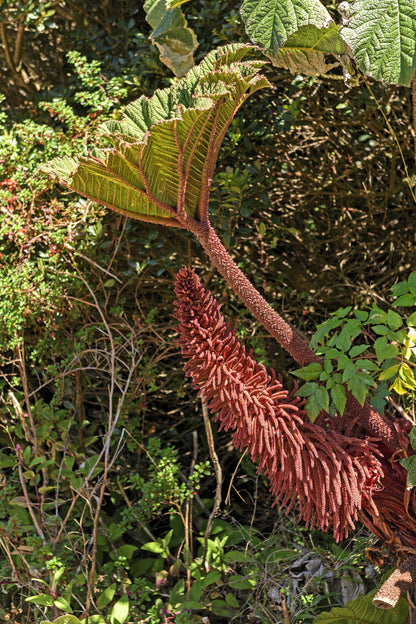 Giant Rhubarb (Gunnera insignis) Seeds – 10 ct