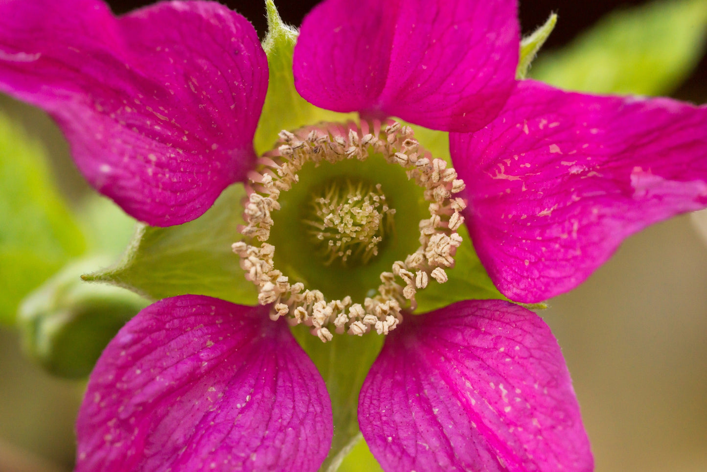 20 Salmonberry (Rubus Spectabilis) Seeds