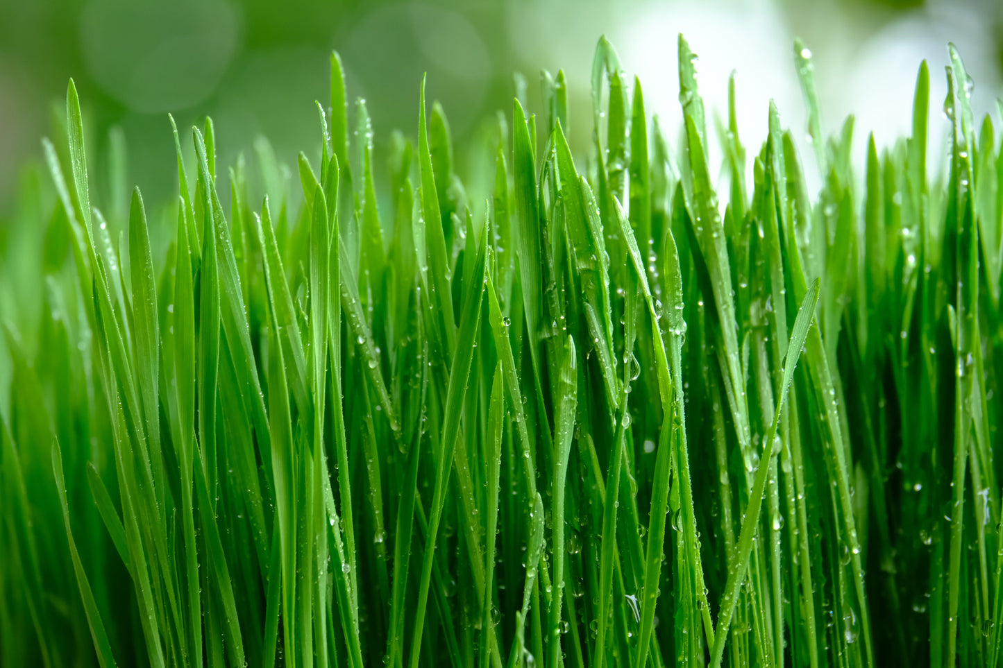 500 Cat Grass/Wheat Grass (Triticum Aestivum) Seeds