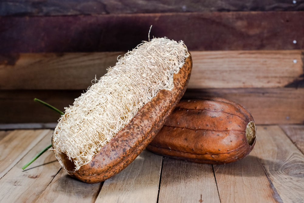25 Luffa Sponge Gourd (Luffa Cylindrica) Seeds