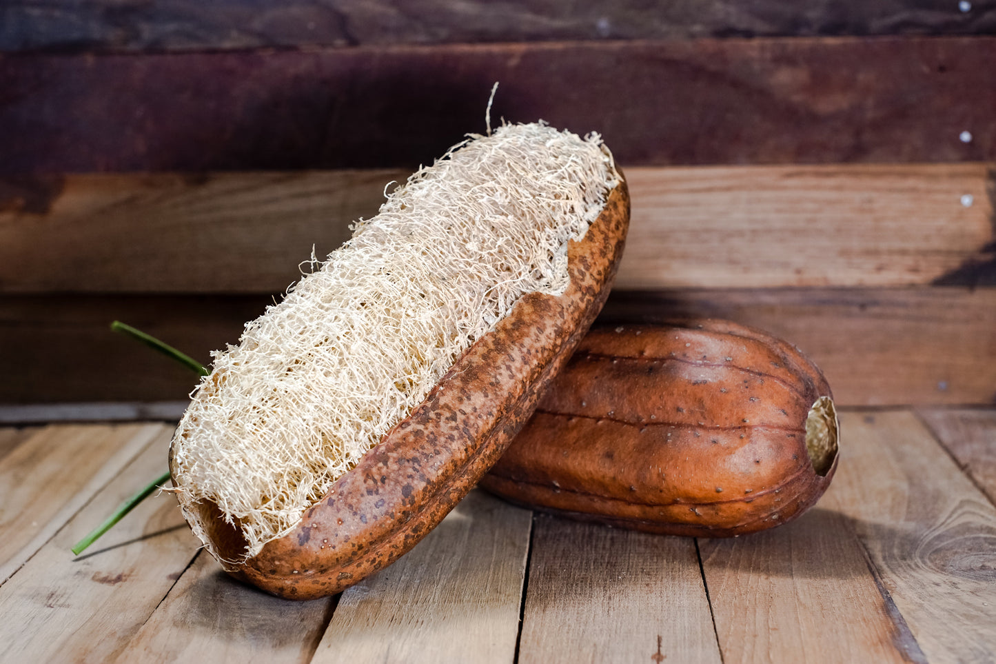 25 Luffa Sponge Gourd (Luffa Cylindrica) Seeds