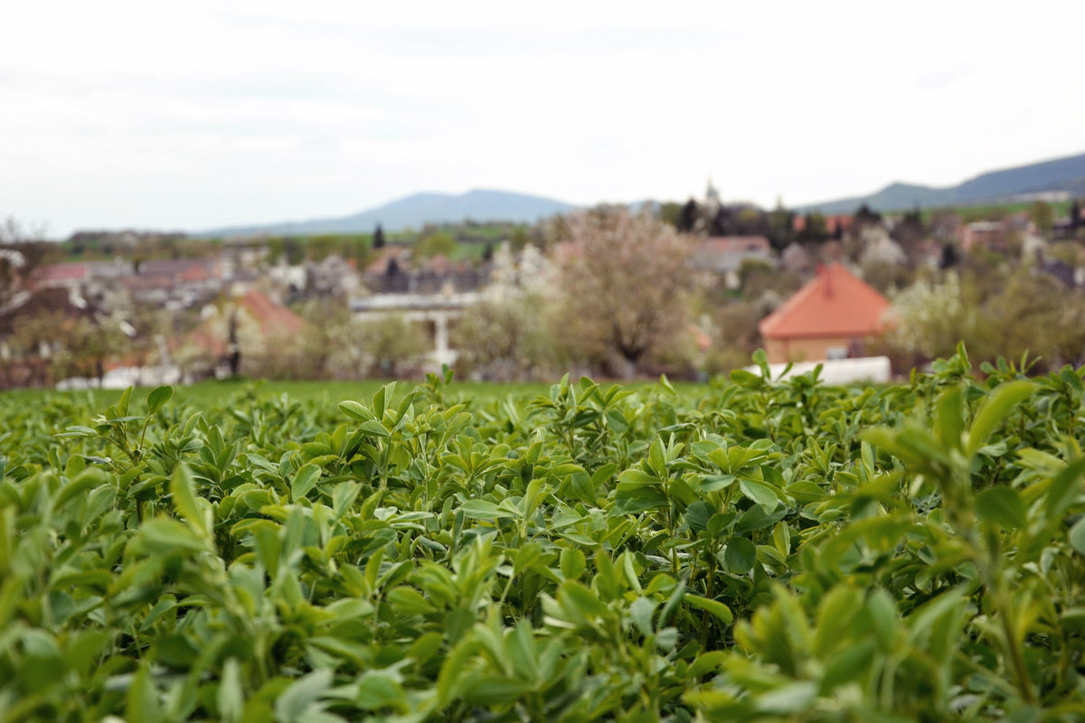 2000 Alfalfa (Medicago Sativa) Seeds