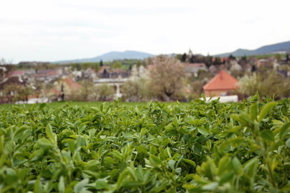 2000 Alfalfa (Medicago Sativa) Seeds