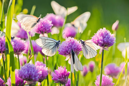 Chives (Allium schoenoprasum) Seeds – 500 ct