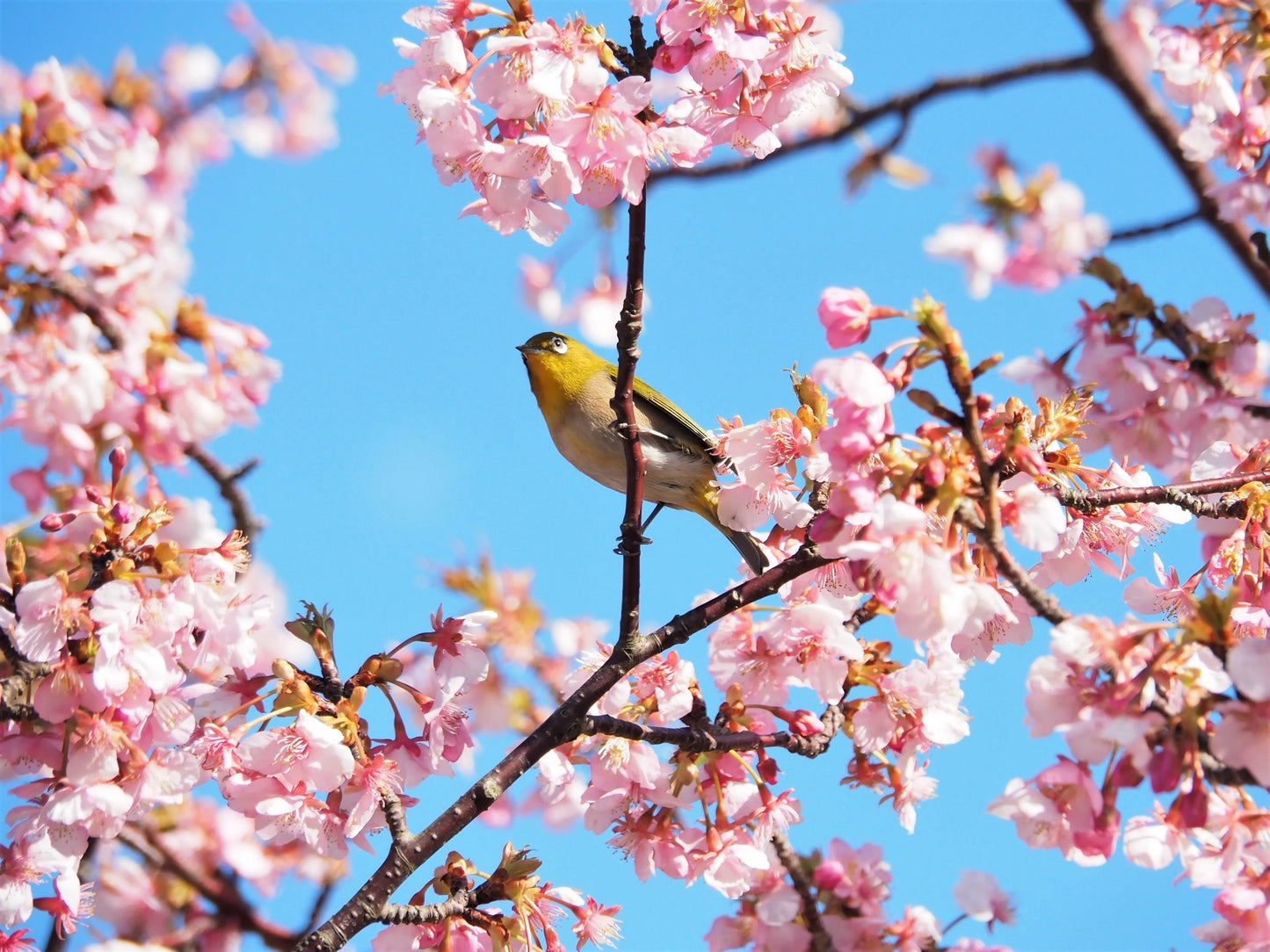 10 JapaneseMountain Cherry (Prunus Serrulata Spontanea) Seeds