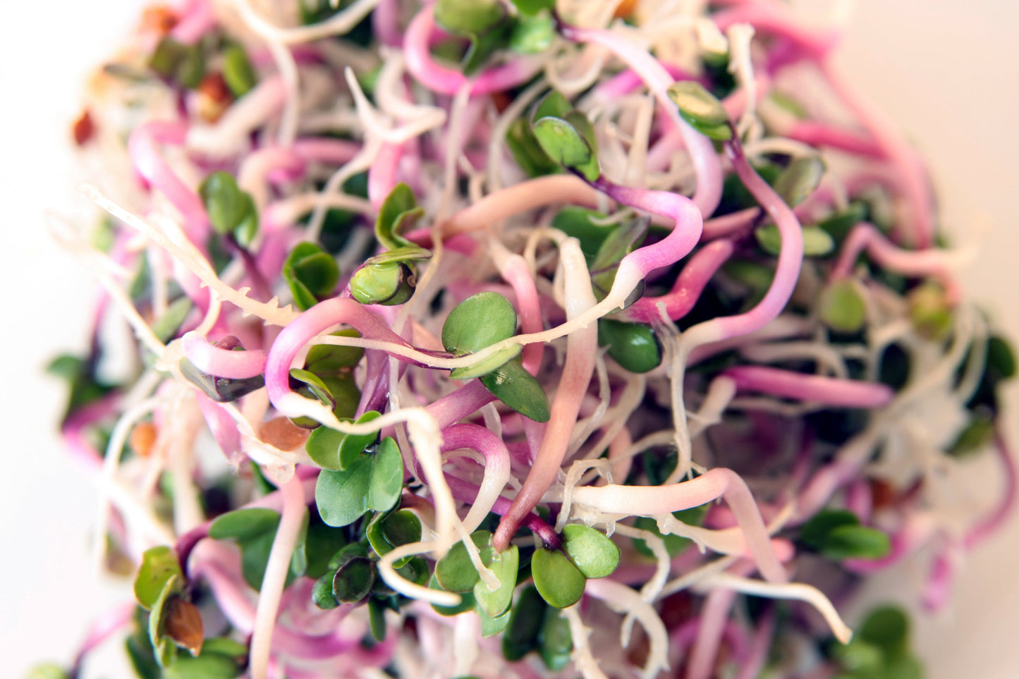 100 China Rose Radish (Raphanus Sativus) Seeds