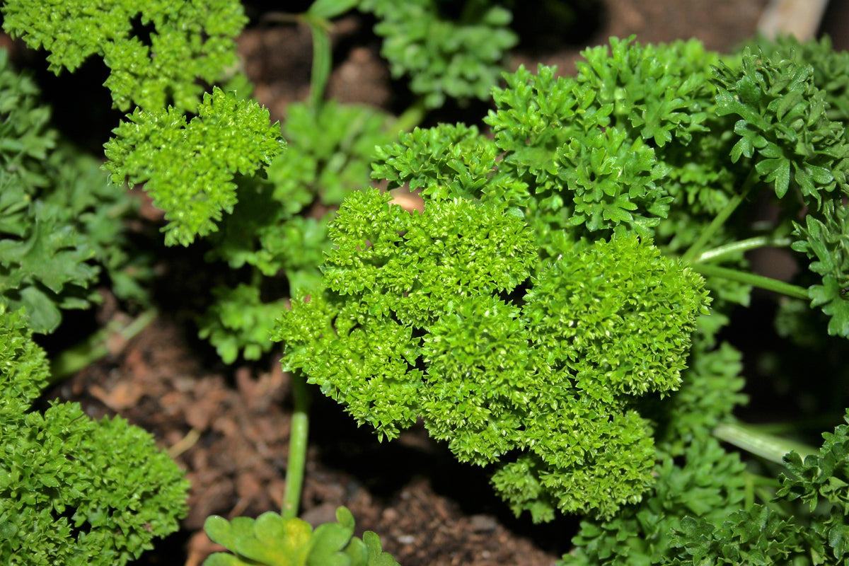 Triple Curled Parsley (Petroselinum crispum) Seeds – 1,500 ct
