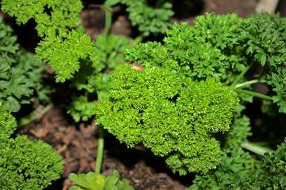 Triple Curled Parsley (Petroselinum crispum) Seeds – 1,500 ct