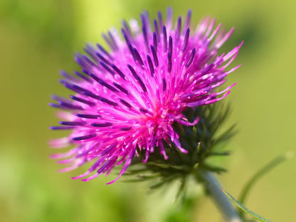 200 Burdock (Arctium Lappa) Seeds