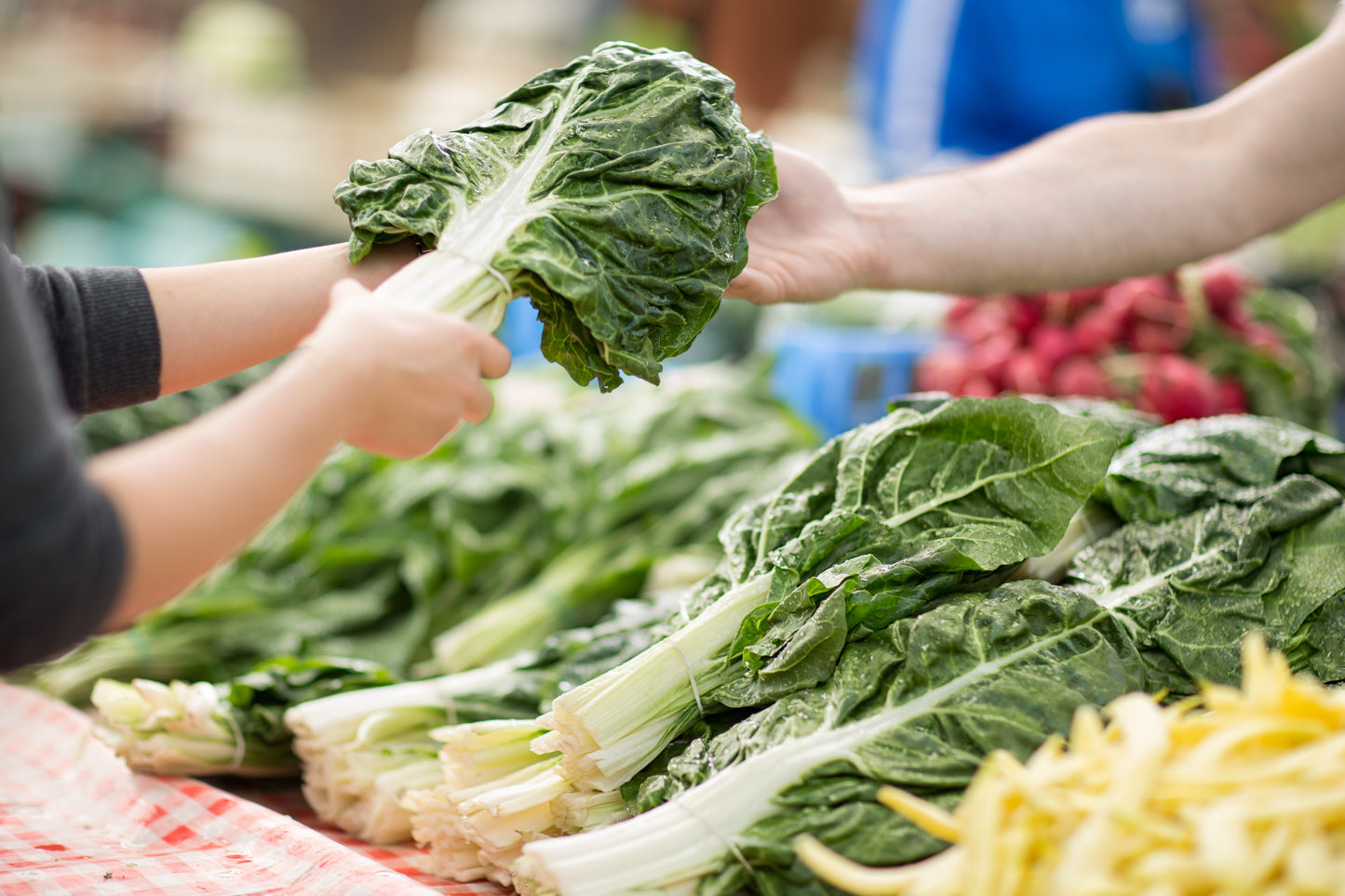 300 Lucullus Swiss Chard (Beta Vulgaris) Seeds
