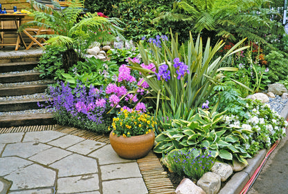 20 Oregon Iris (Iris Tenax) Seeds