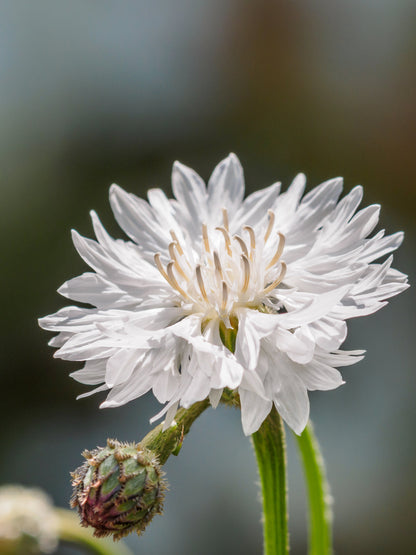 750 White Bachelor's Button (Centaurea Cyanus) Seeds