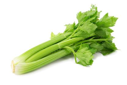 1000 Tall Utah Celery (Apium Graveolens) Seeds