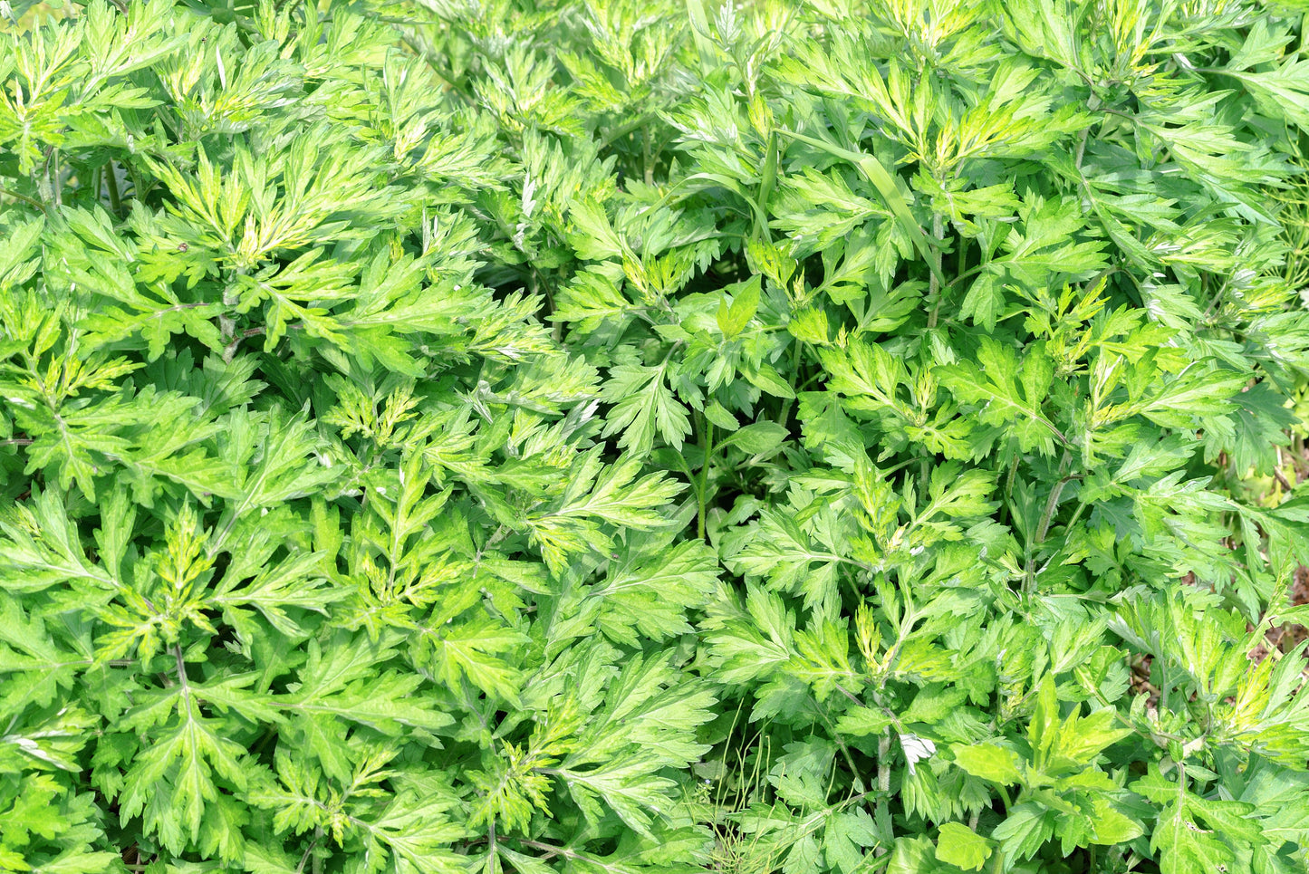 1000 Japanese Mugwort (Artemisia Princeps) Seeds