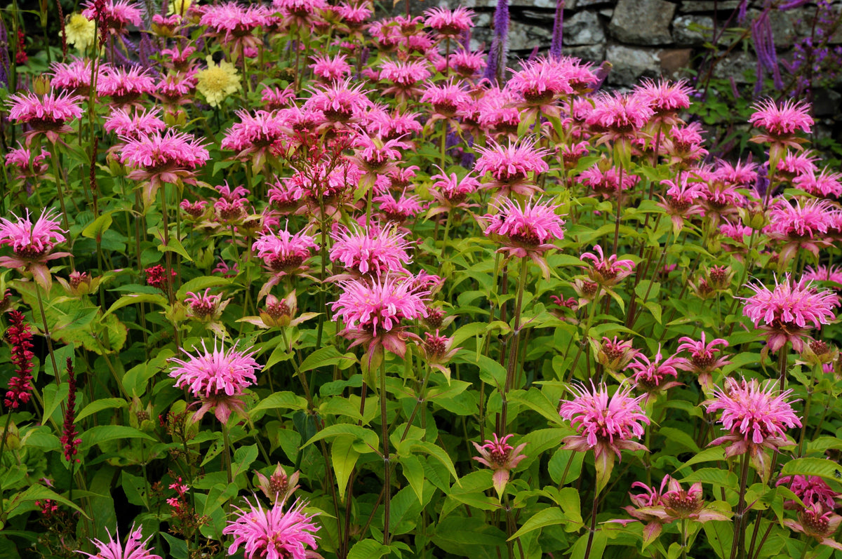20 Dwarf PINK BEE BALM Monarda Bradburiana Eastern Beebalm Herb Flower Seeds