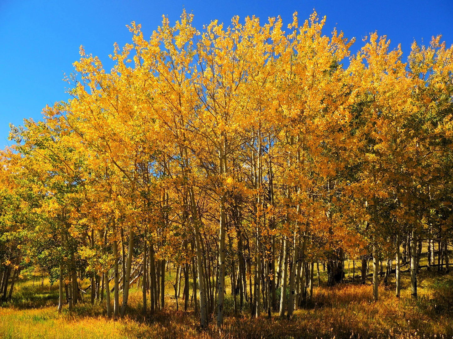 50 Golden Quaking Aspen (Populus Tremuloides) Seeds