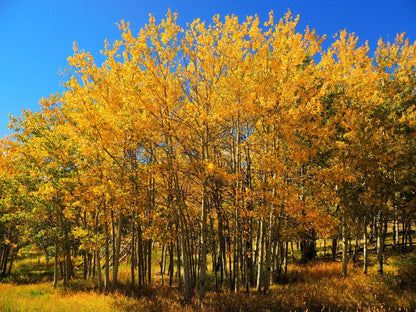 50 Golden Quaking Aspen (Populus Tremuloides) Seeds
