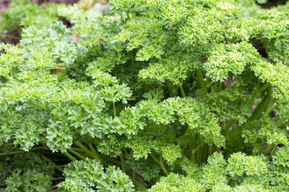 Triple Curled Parsley (Petroselinum crispum) Seeds – 1,500 ct