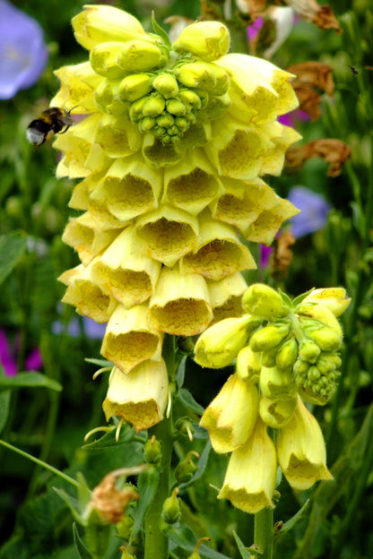 100 Yellow Foxglove (Digitalis Grandiflora) Seeds