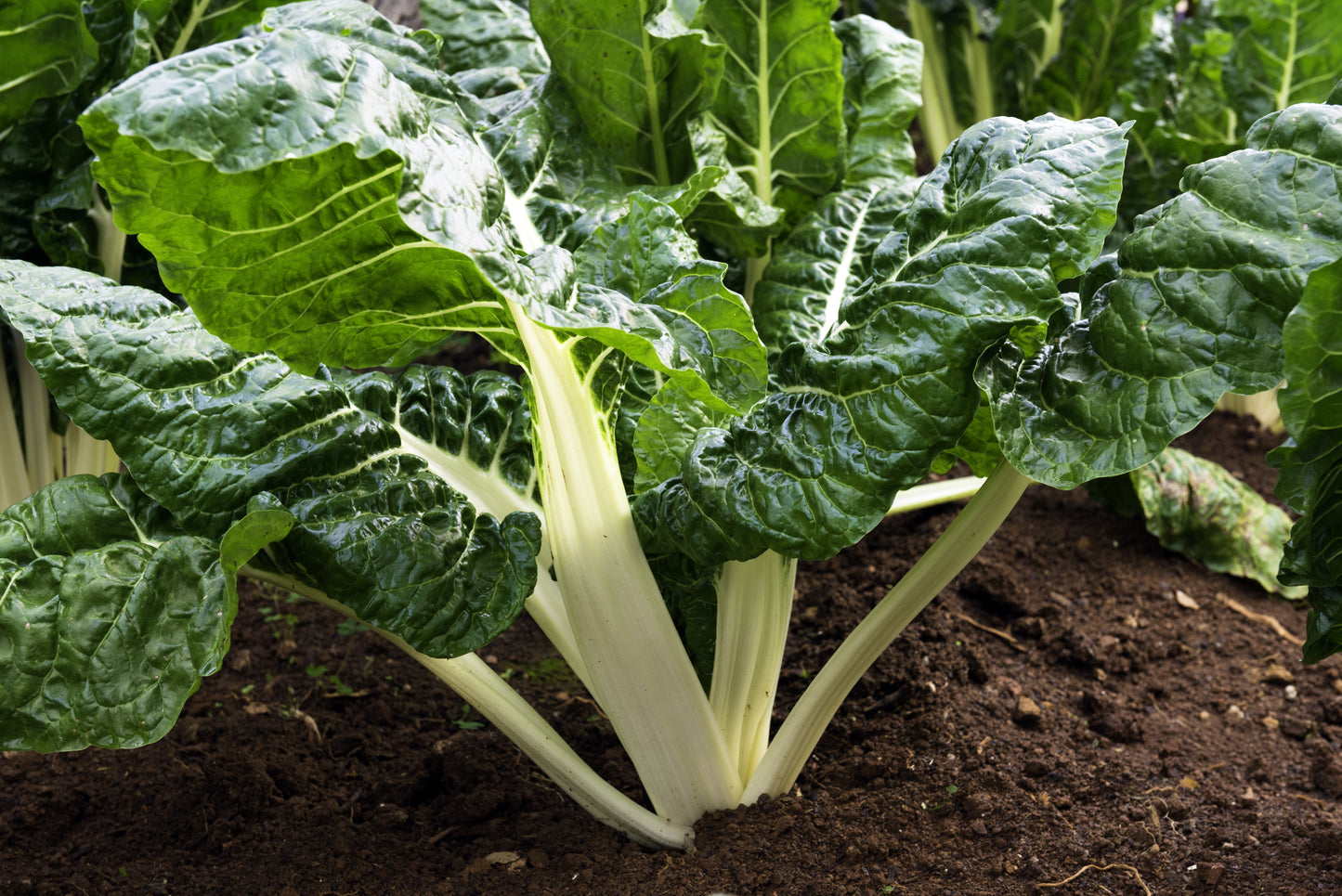 300 Lucullus Swiss Chard (Beta Vulgaris) Seeds