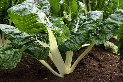 300 Lucullus Swiss Chard (Beta Vulgaris) Seeds