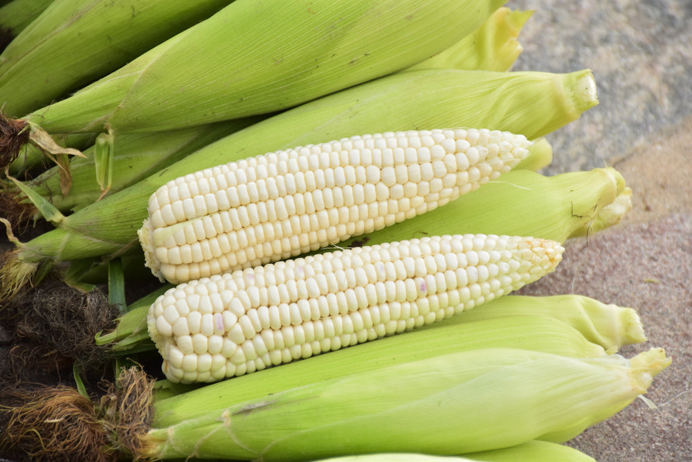 Country Gentleman White Sweet Corn (Zea mays) Seeds – 100 ct