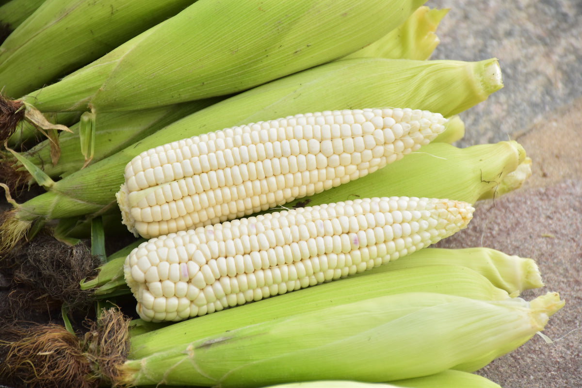 Country Gentleman White Sweet Corn (Zea mays) Seeds – 100 ct