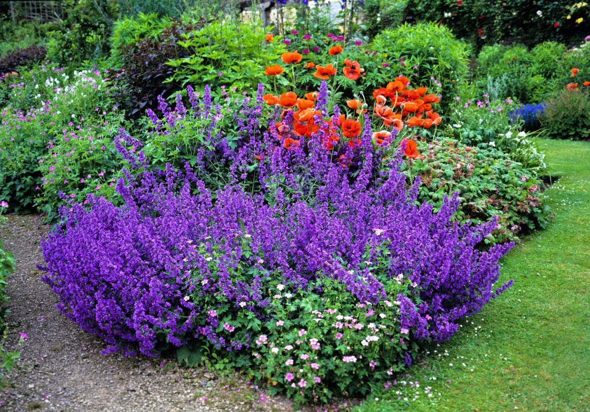 50 BLUE CATMINT Nepeta Mussinii Herb Flower Seeds