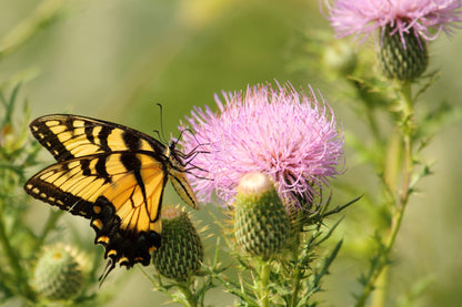 100 organic Milk Thistle (Silybum Marianum) Seeds