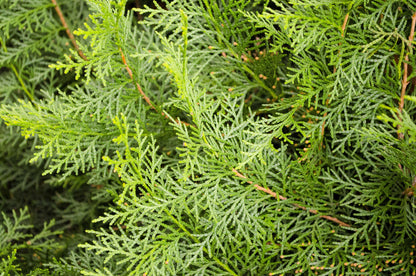 20 Mediterranean Cypress (Cupressus Sempervirens Stricta) Seeds
