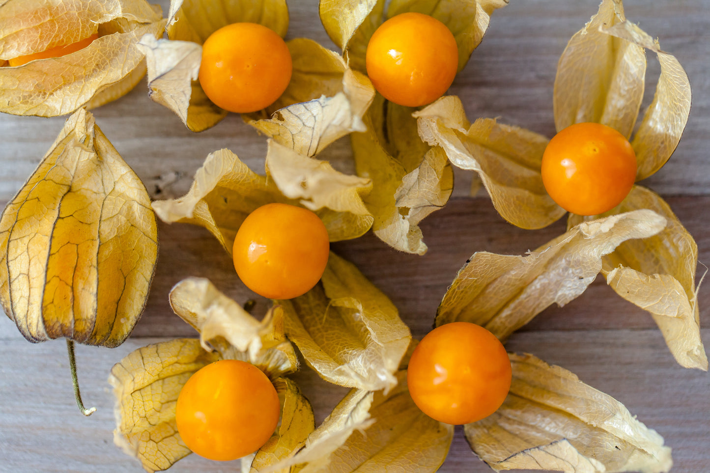 50 Peruvian Ground Cherry (Physalis Peruviana) Seeds