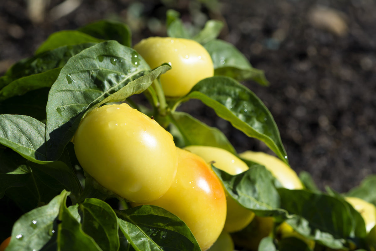 Alma Paprika Pepper (Capsicum annuum) Seeds – 25 ct