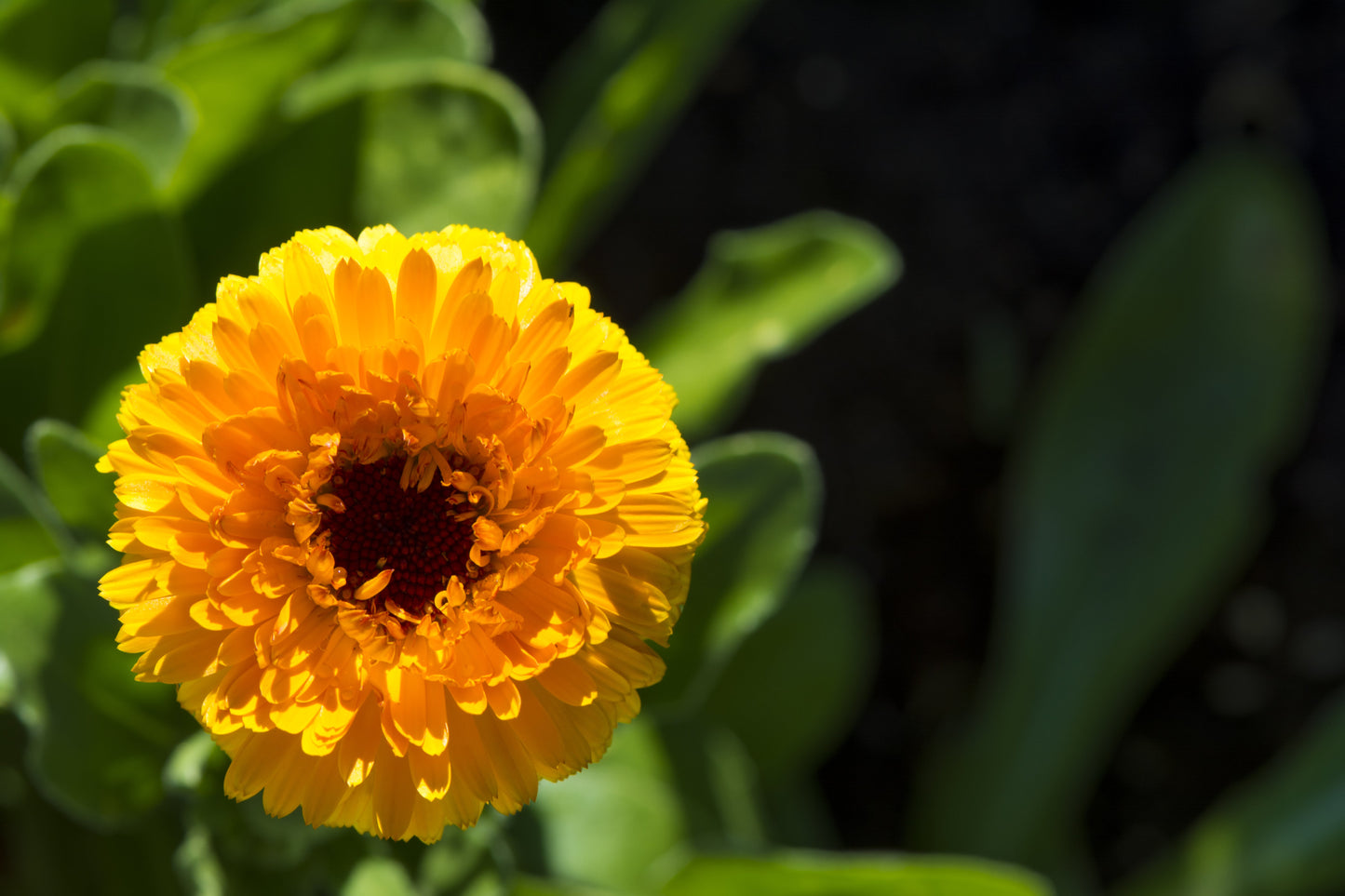 500 PAcific Beauty Marigold (Calendula Officinalis) Seeds