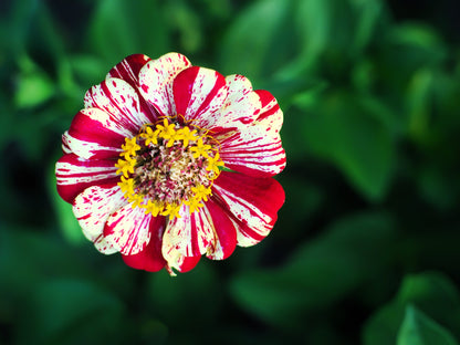 Candy Stripe Zinnia Mix (Zinnia elegans) Seeds – 150 ct