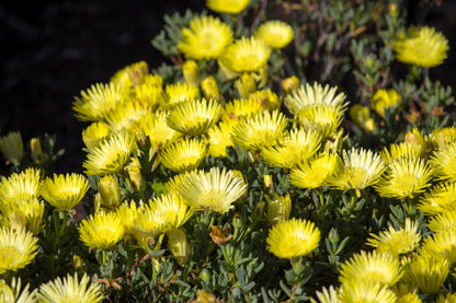 100 Gelato Yellow Ice Plant (Dorotheanthus Bellidiformis) Seeds
