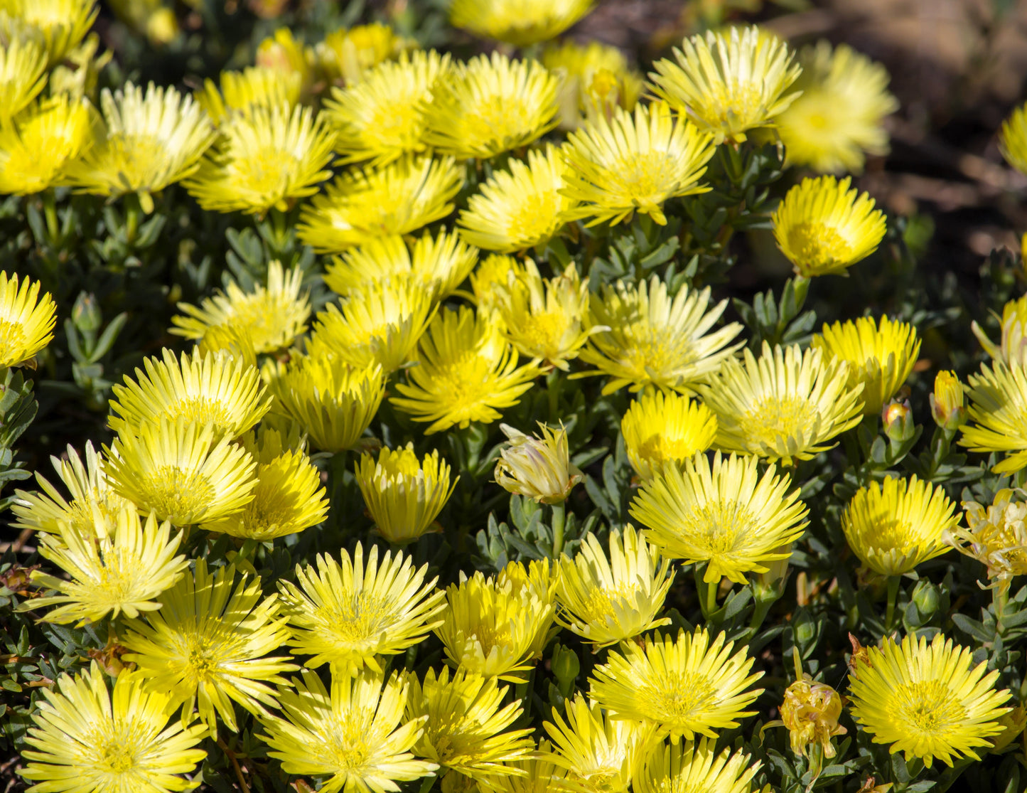 100 Gelato Yellow Ice Plant (Dorotheanthus Bellidiformis) Seeds