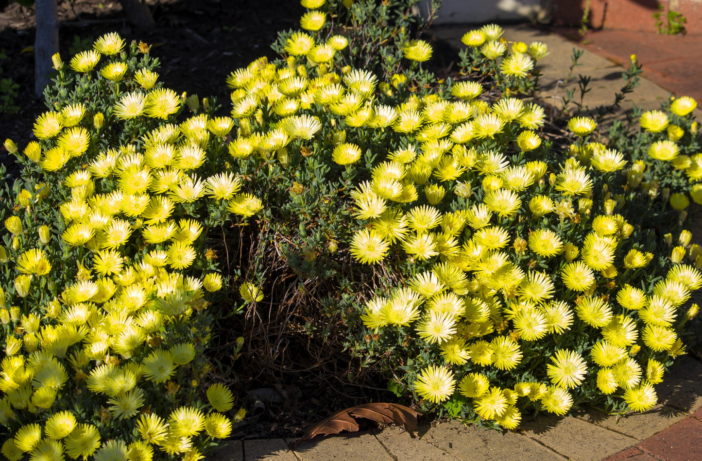 100 Gelato Yellow Ice Plant (Dorotheanthus Bellidiformis) Seeds