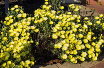 100 Gelato Yellow Ice Plant (Dorotheanthus Bellidiformis) Seeds