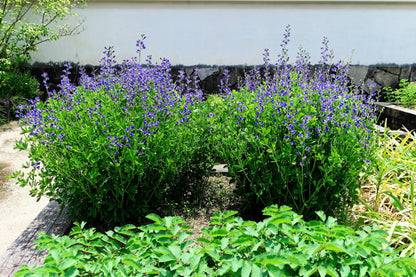 Blue Wild Indigo (Baptisia australis) Seeds – 50 ct