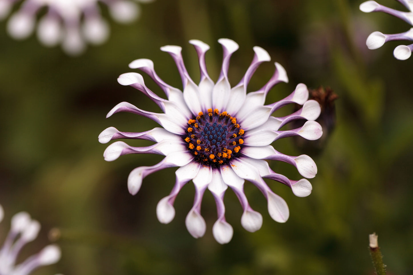 5 Whirligig Osteospermum (Osteospermum Fruticosum) Seeds