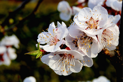 5 Common Apricot Tree (Prunus Armeniaca) fSeeds