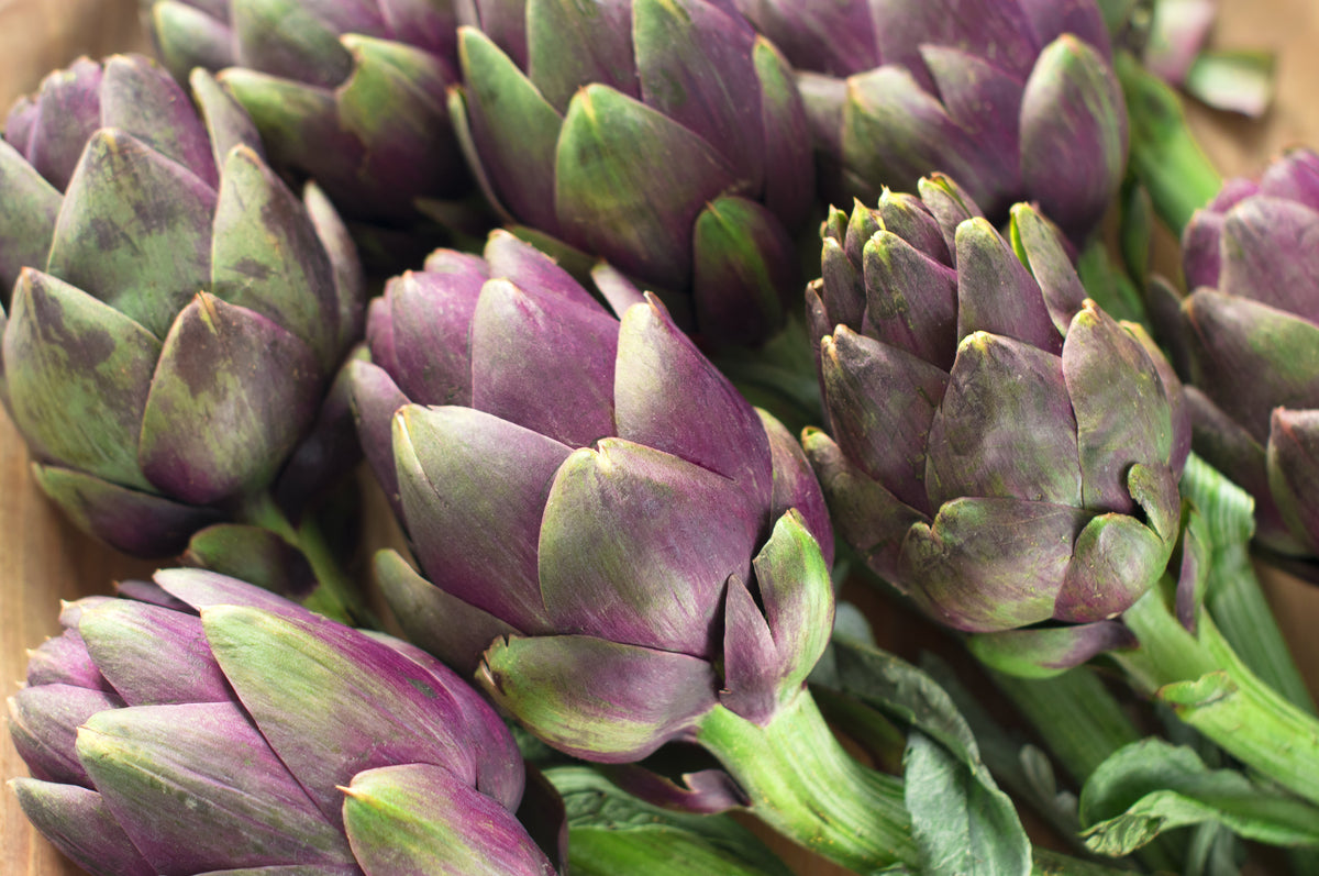 50 PURPLE ROMAGNA ARTICHOKE Italian Cynara Scolymus Flower Vegetable Seeds
