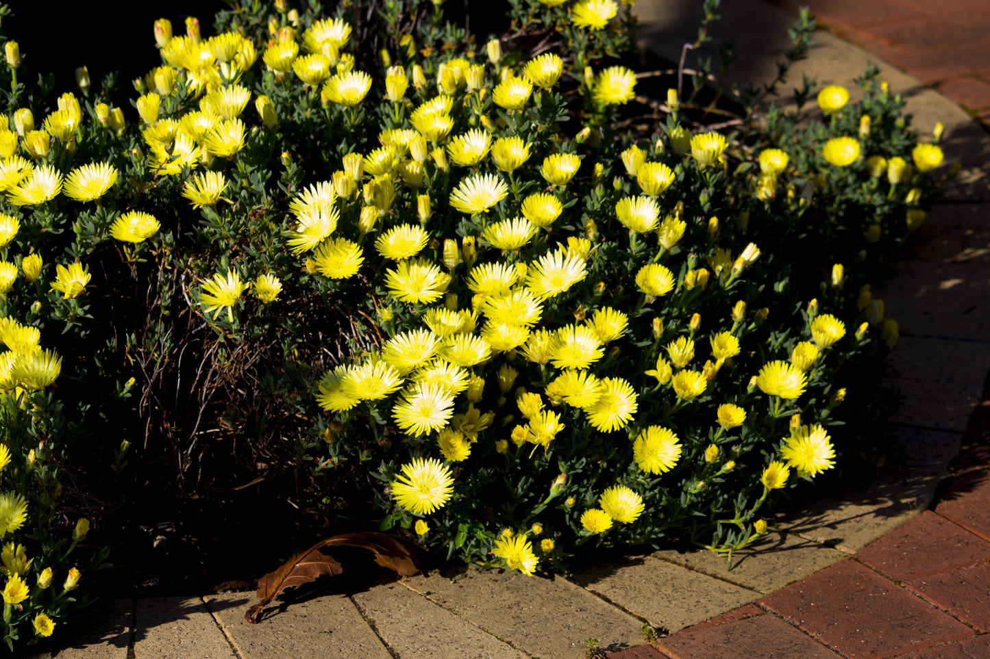 100 Gelato Yellow Ice Plant (Dorotheanthus Bellidiformis) Seeds