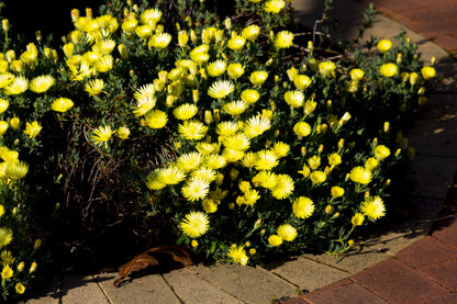 100 Gelato Yellow Ice Plant (Dorotheanthus Bellidiformis) Seeds